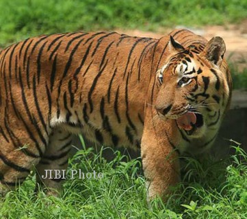 macan tutul Jawa