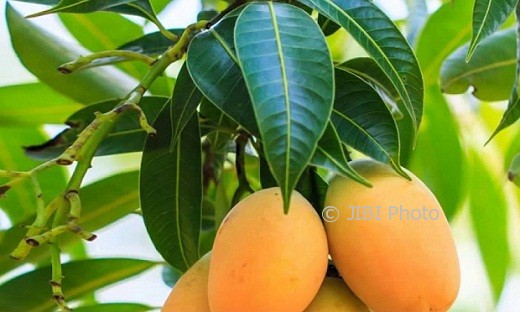 Manfaat buah mangga