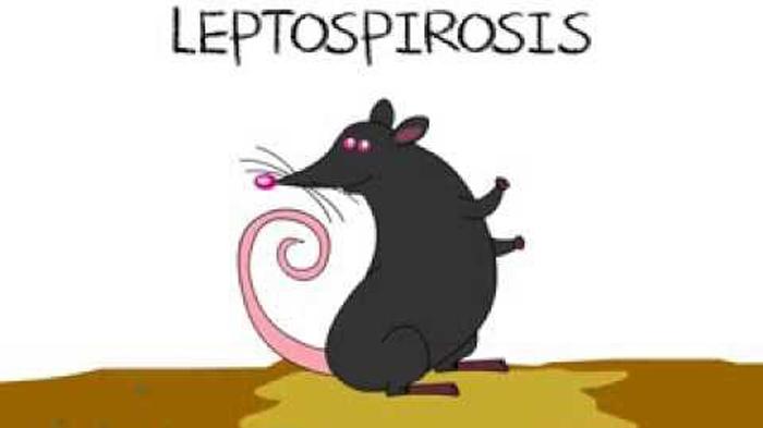 gejala awal leptospirosis