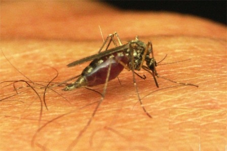 malaria papua