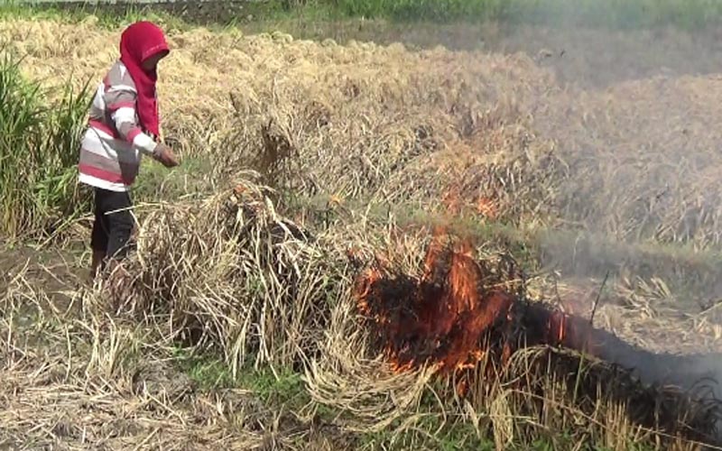 petani bakar padi