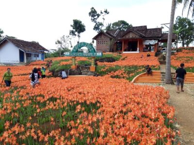 Kebun Bunga Amarilis