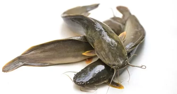 Mengapa Lele Jadi Ikan Mewah di Korea